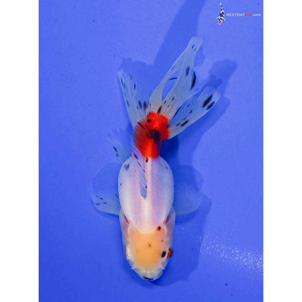 4” Imported Calico Oranda