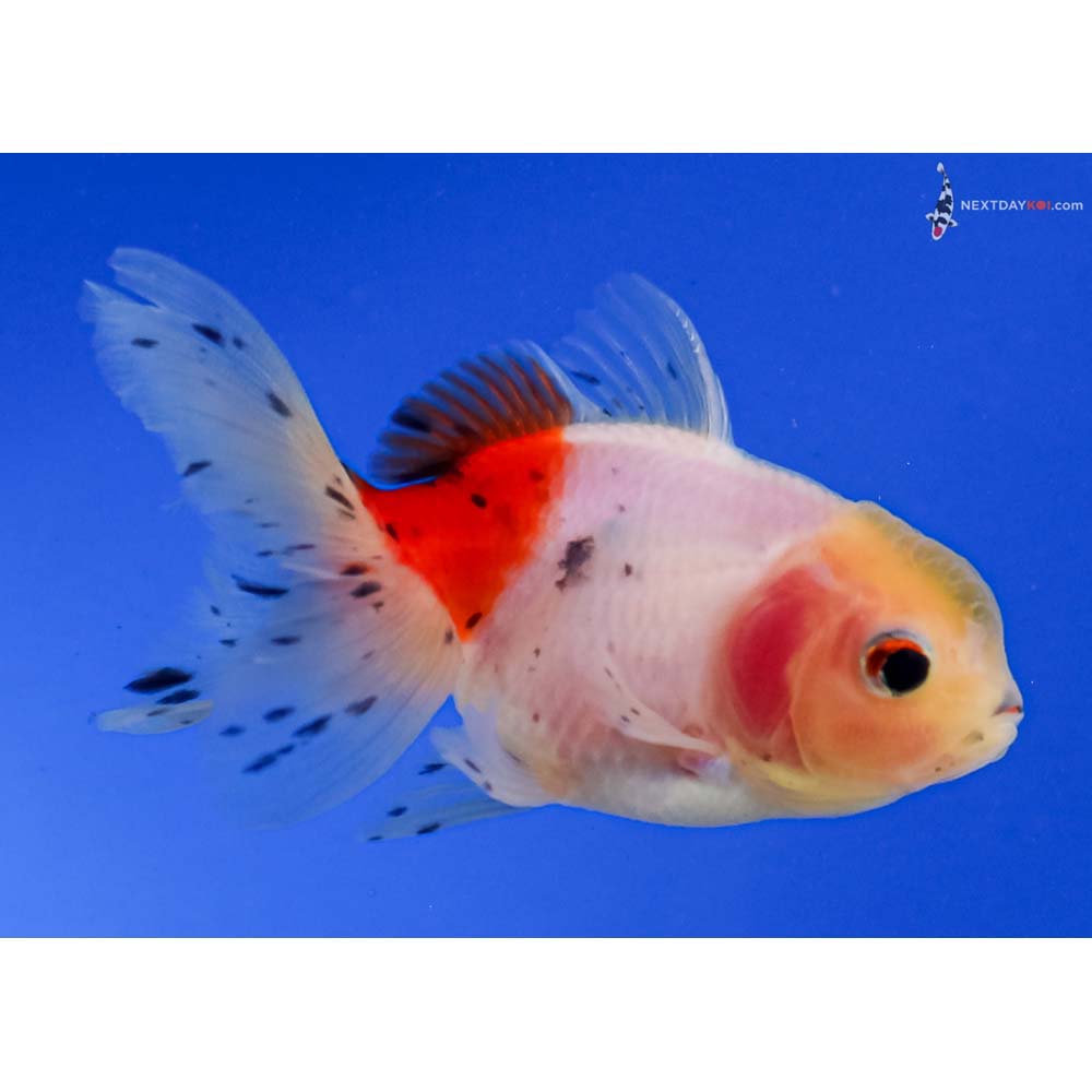 4” Imported Calico Oranda