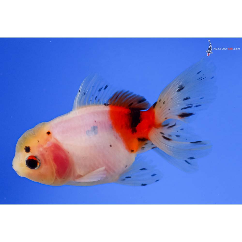 4” Imported Calico Oranda