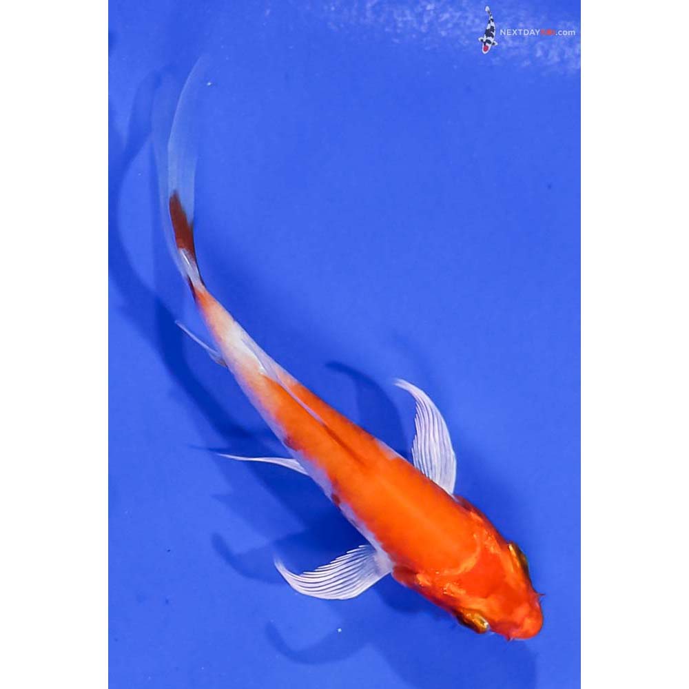 3.5” Imported Hariwake Butterfly Koi