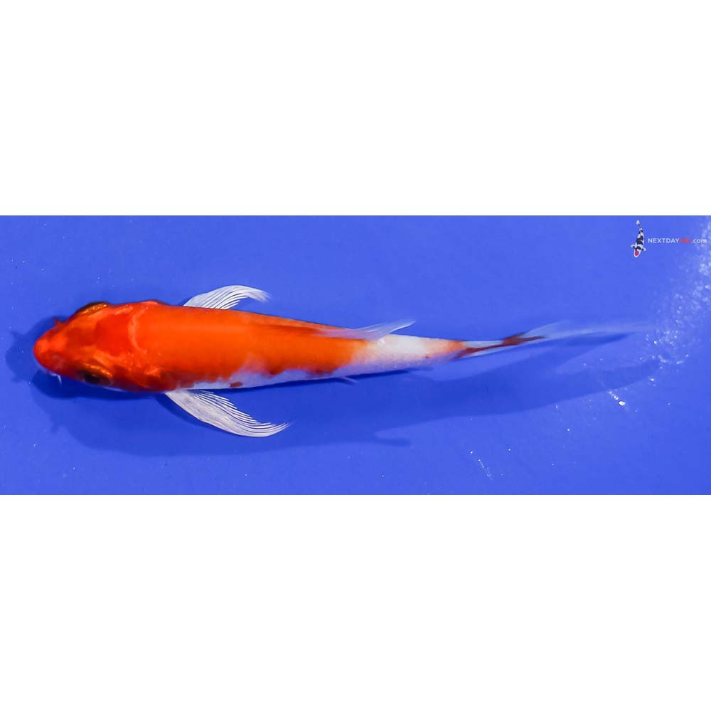 3.5” Imported Hariwake Butterfly Koi