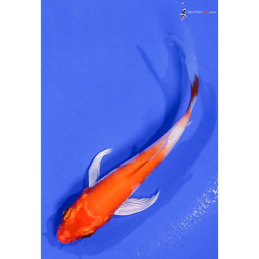3.5” Imported Hariwake Butterfly Koi