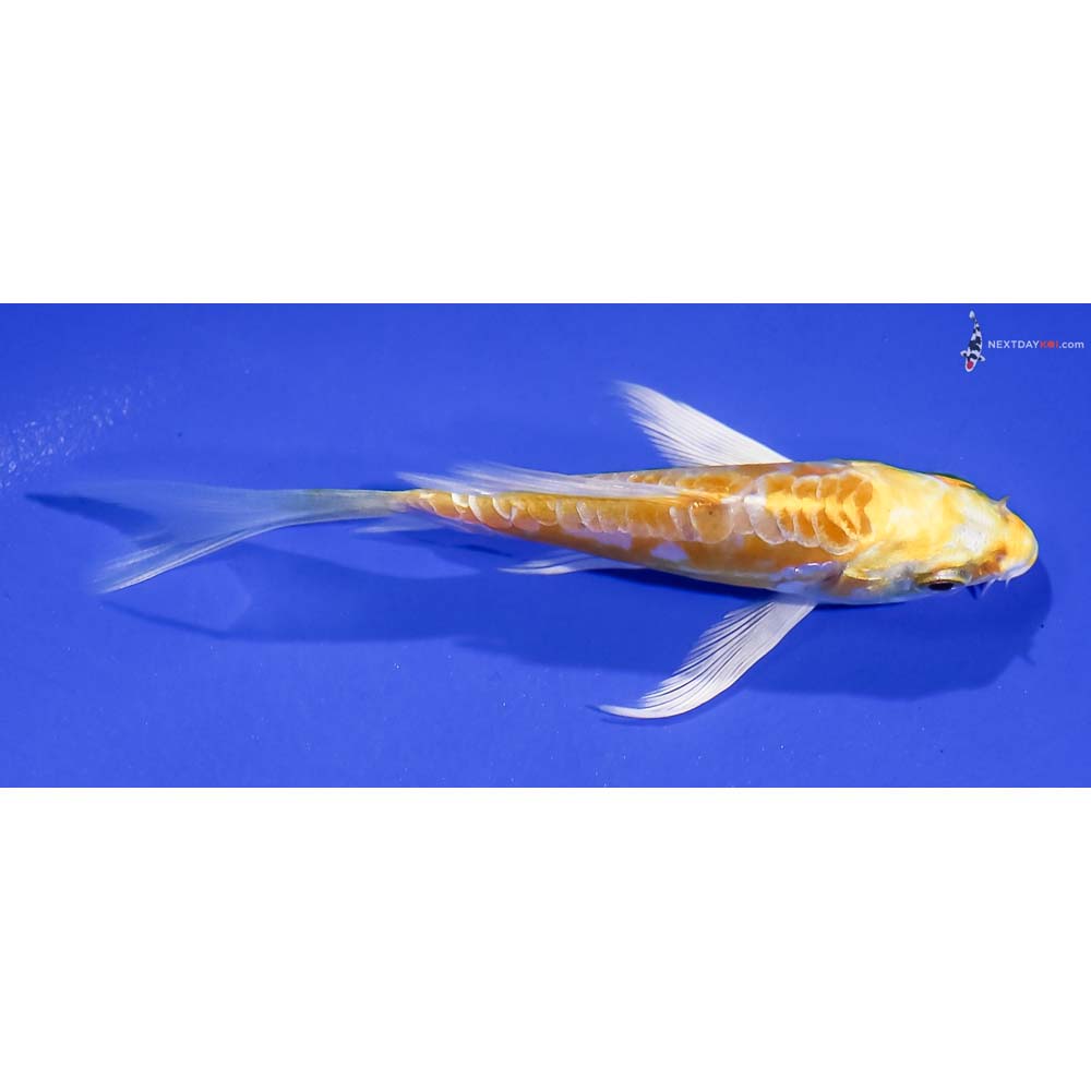 4” Imported Doitsu Lemon Hariwake Butterfly Koi