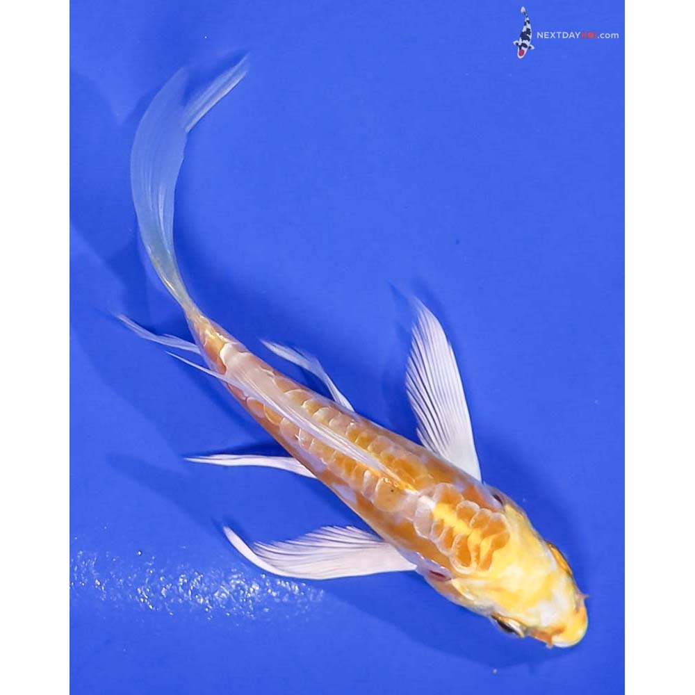 4” Imported Doitsu Lemon Hariwake Butterfly Koi