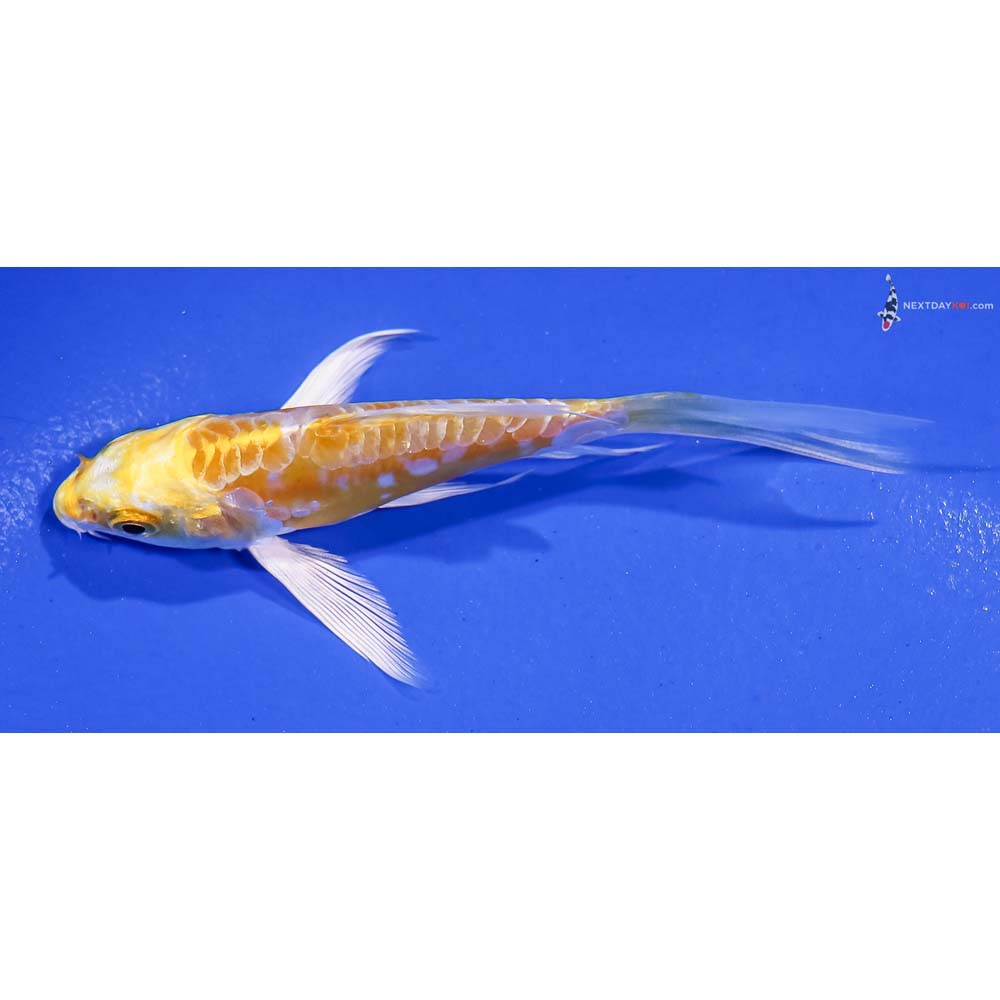 4” Imported Doitsu Lemon Hariwake Butterfly Koi