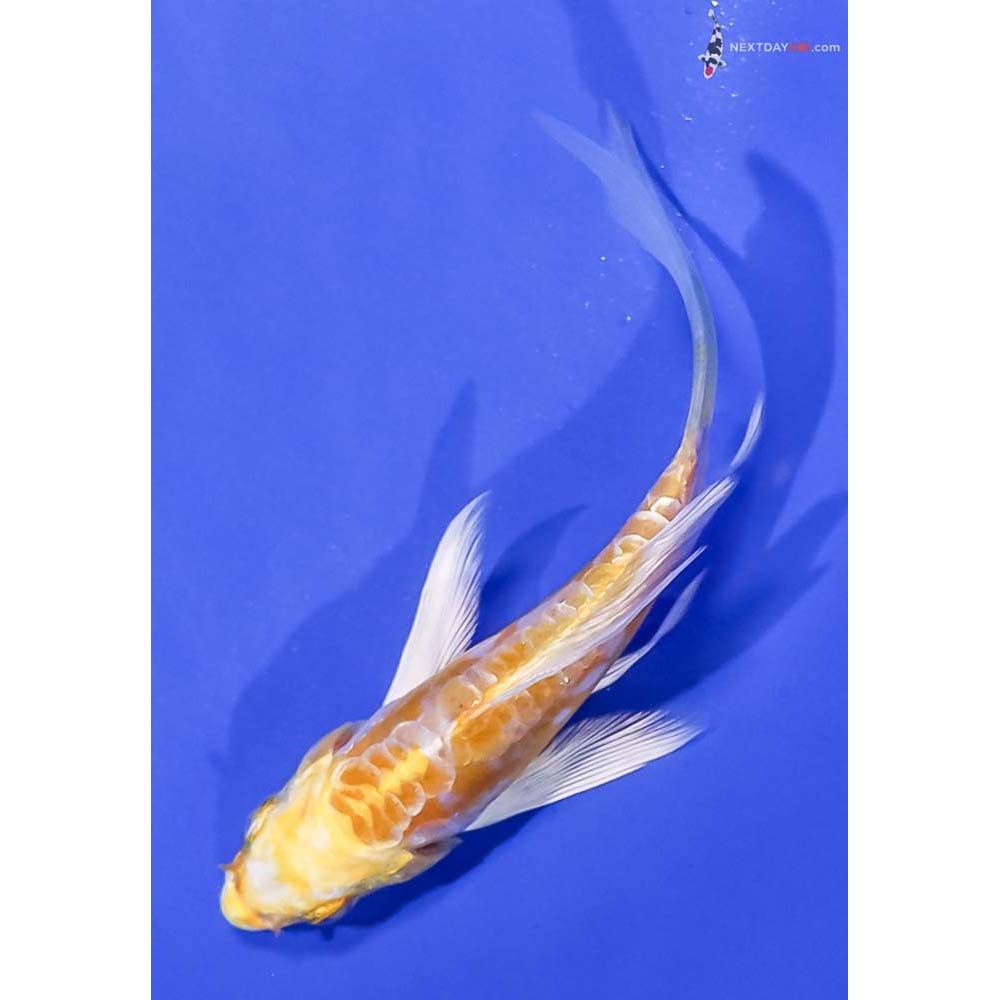 4” Imported Doitsu Lemon Hariwake Butterfly Koi