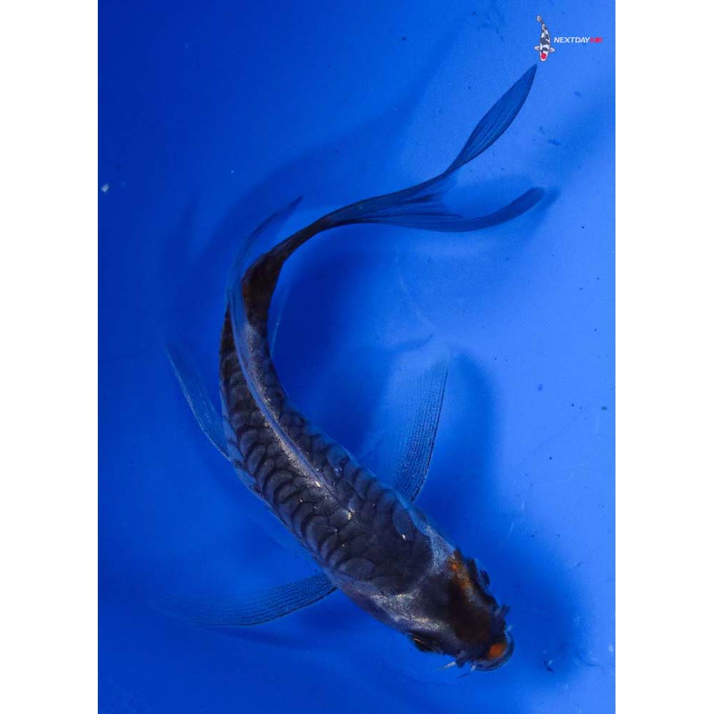 4” Imported Armor Scaled Ochiba Shigure Butterfly Koi
