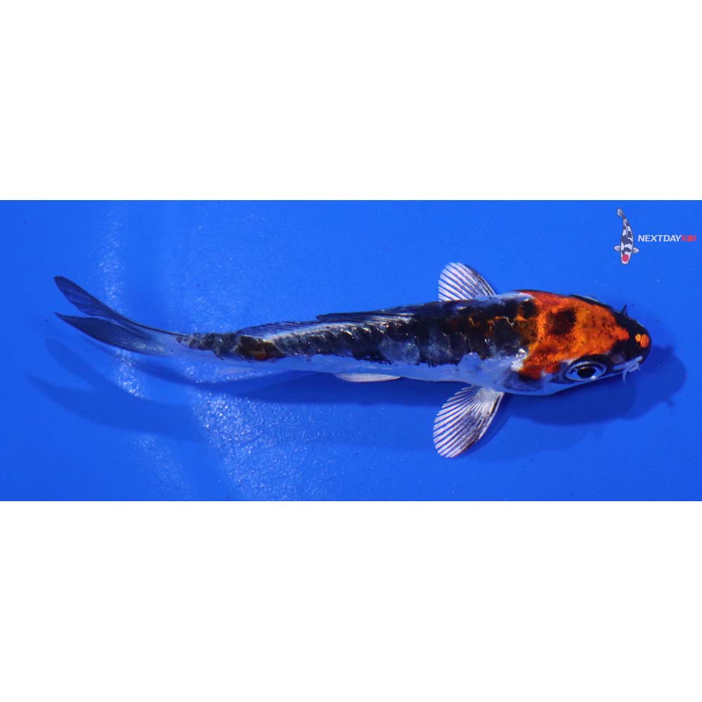 3” Imported Kin Kikokuryu