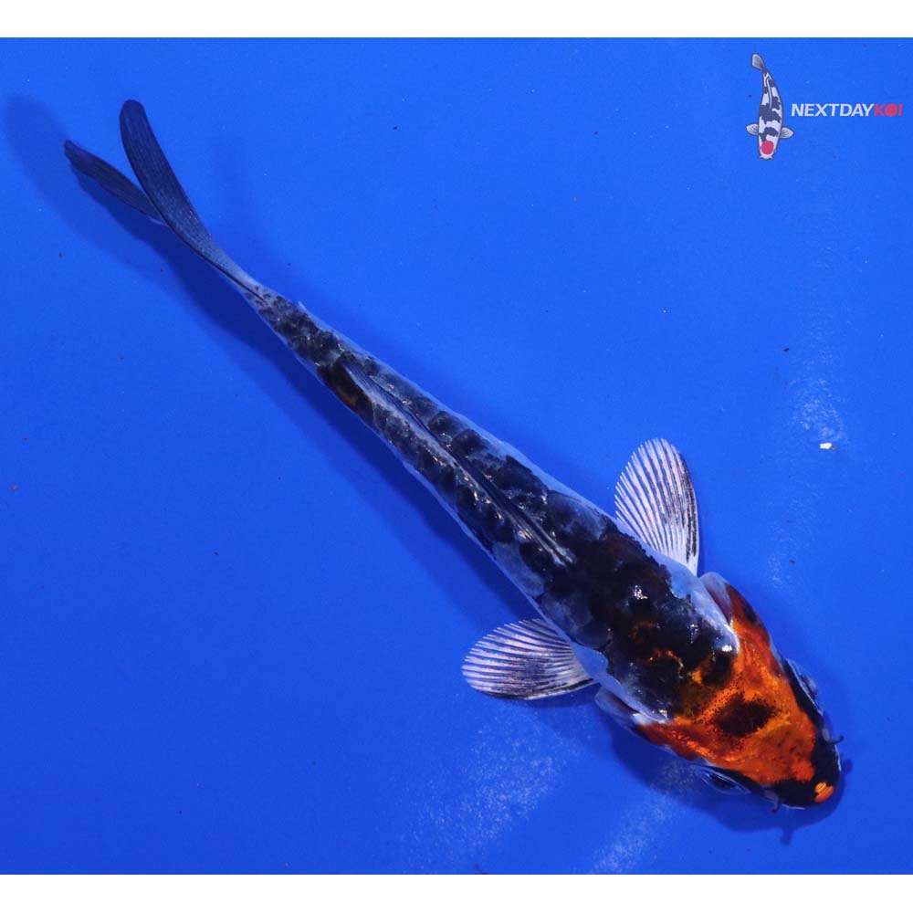 3” Imported Kin Kikokuryu