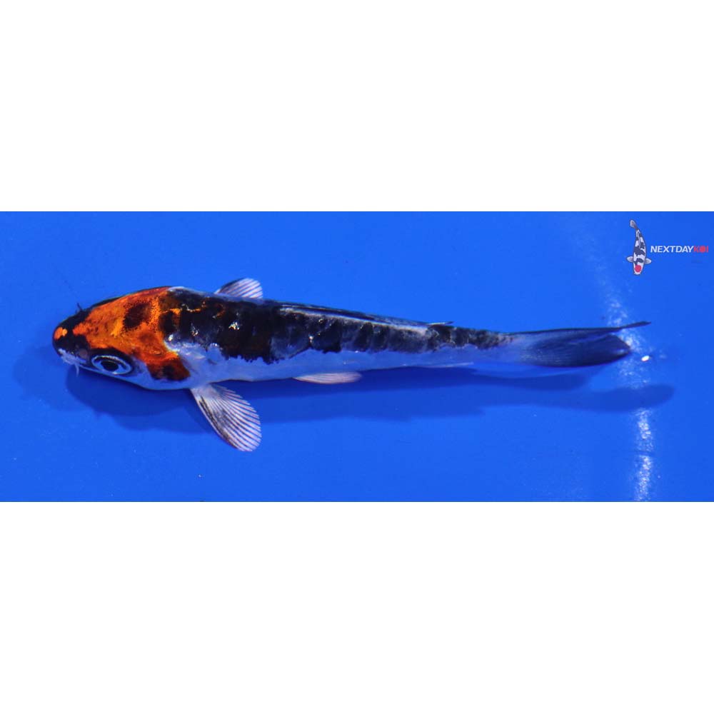3” Imported Kin Kikokuryu