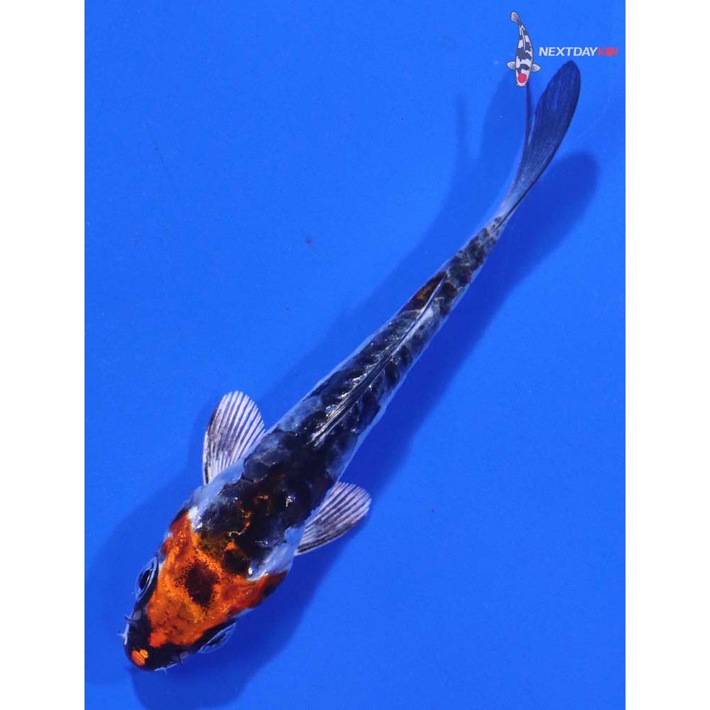 3” Imported Kin Kikokuryu