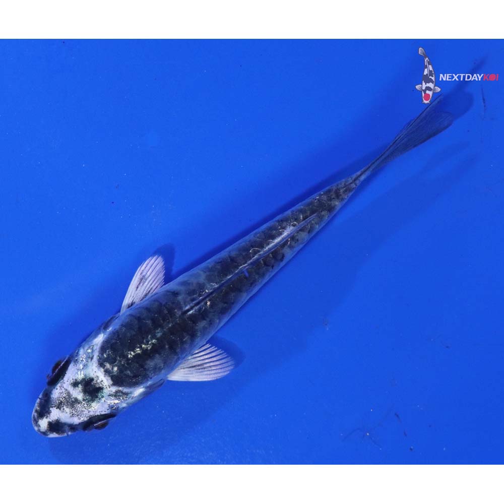 3” Imported Armor Scaled Gin Matsuba