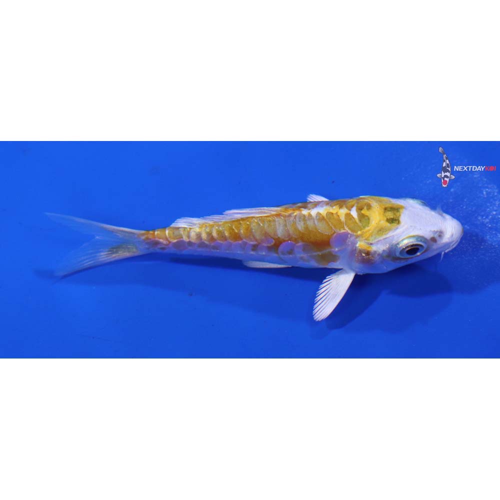 3” Imported Doitsu Lemon Hariwake