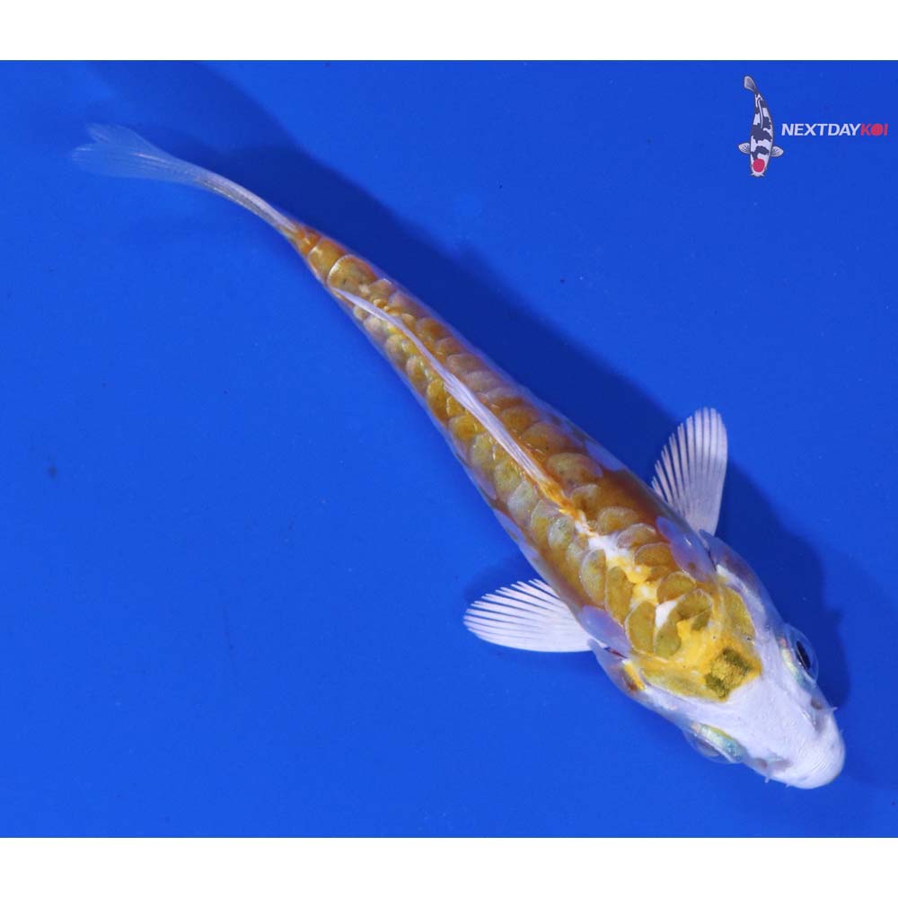 3” Imported Doitsu Lemon Hariwake