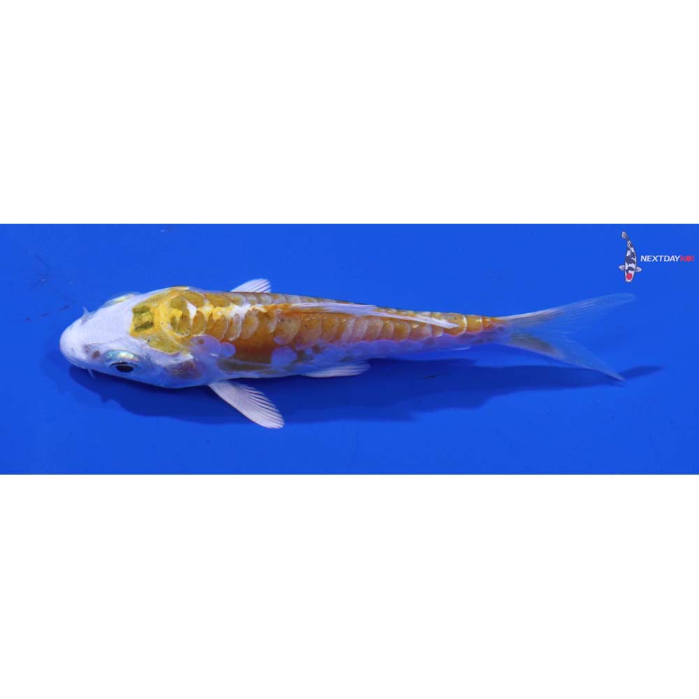 3” Imported Doitsu Lemon Hariwake