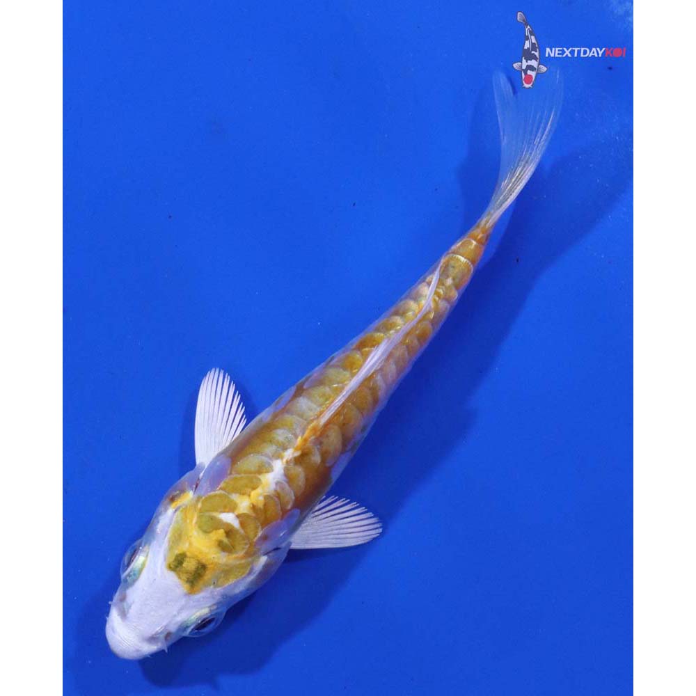 3” Imported Doitsu Lemon Hariwake