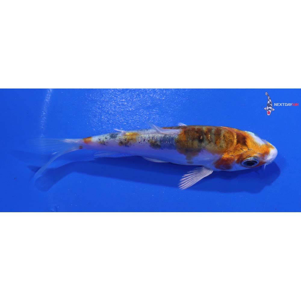 3” Imported Heisei Nishiki