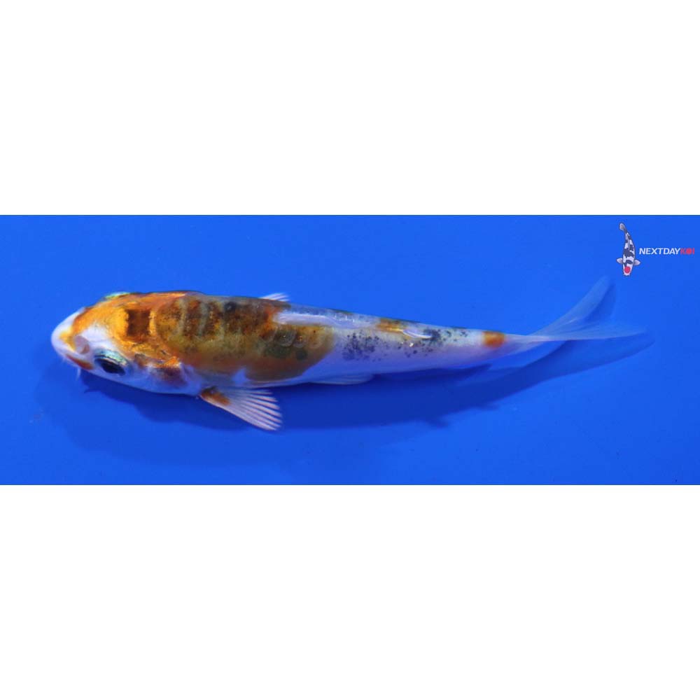 3” Imported Heisei Nishiki