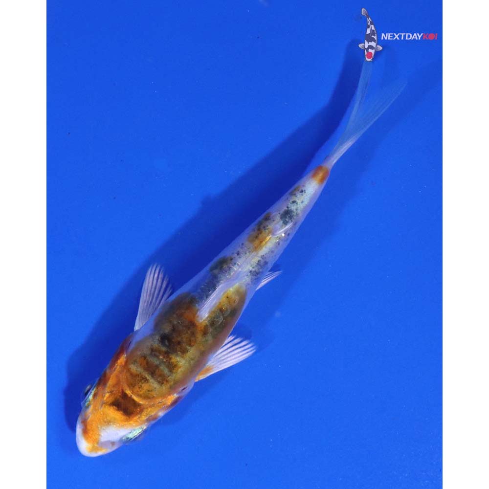 3” Imported Heisei Nishiki