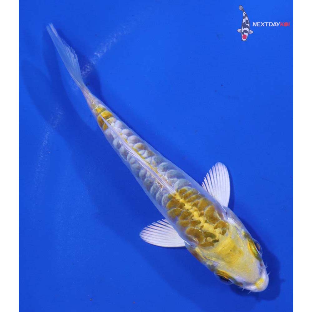 3.5” Imported Doitsu Kujaku