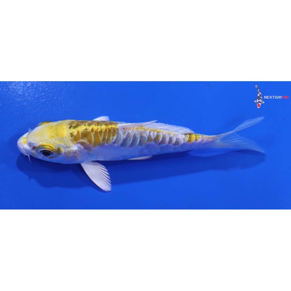 3.5” Imported Doitsu Kujaku