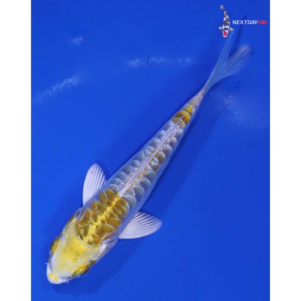 3.5” Imported Doitsu Kujaku