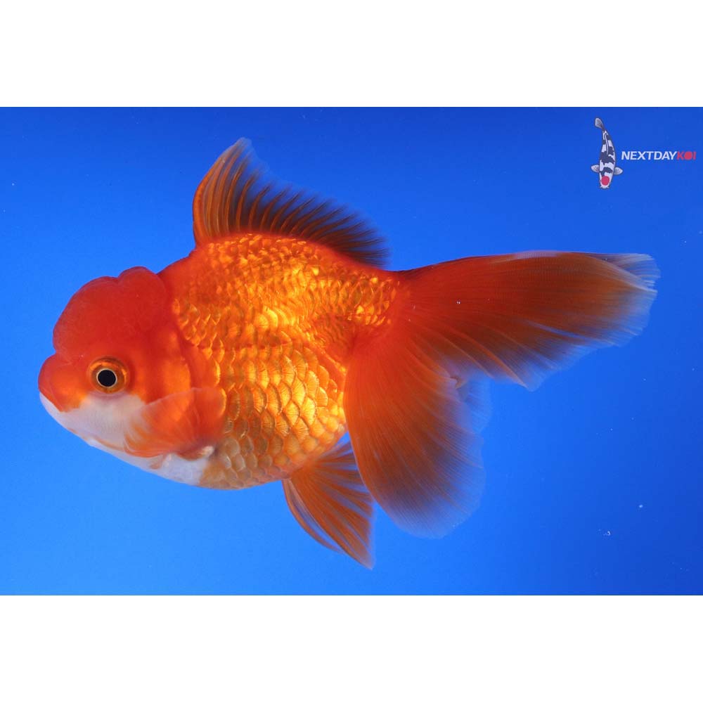 5” Imported Red and White Oranda