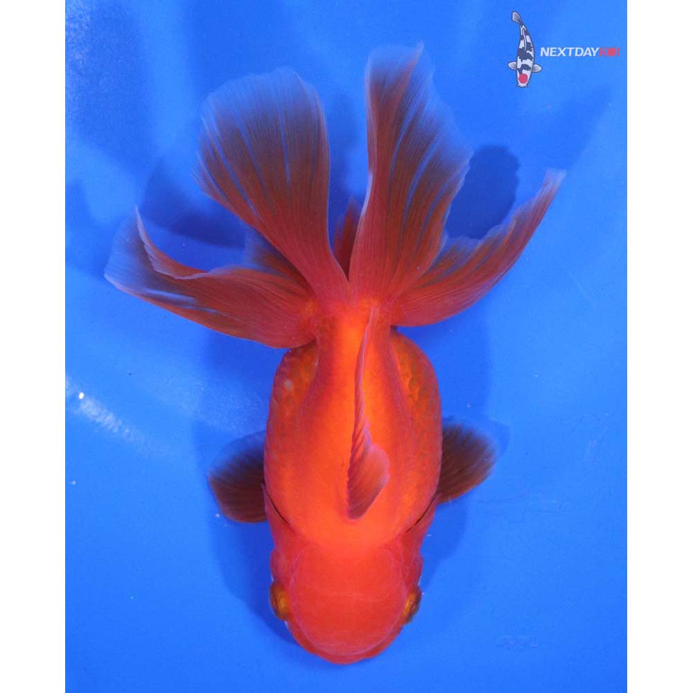 5” Imported Red and White Oranda