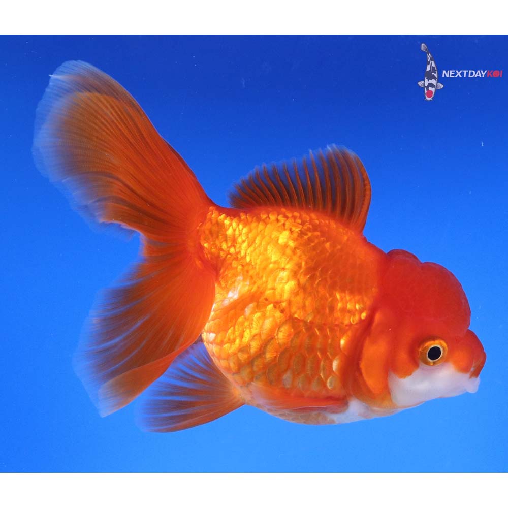 5” Imported Red and White Oranda
