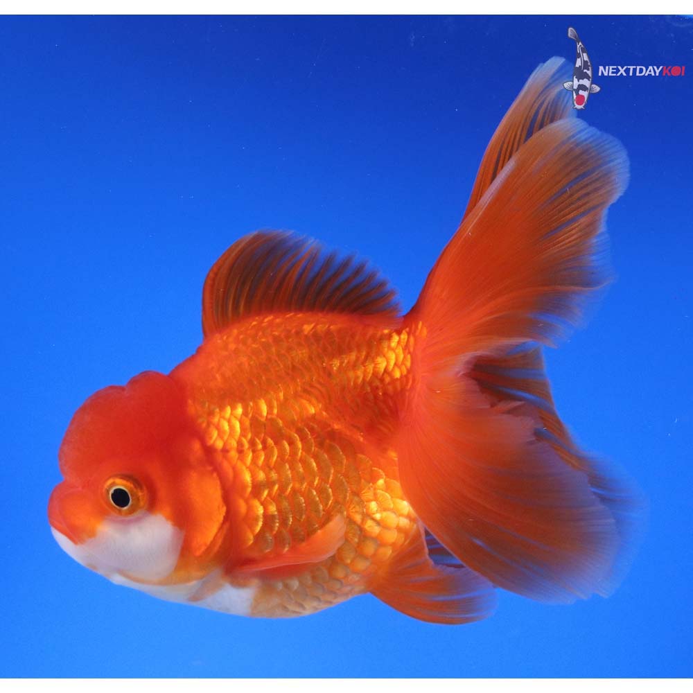 5” Imported Red and White Oranda