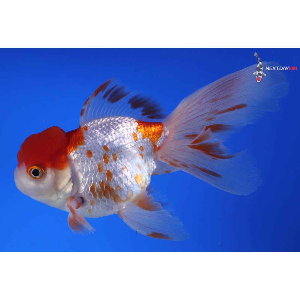 5.5” Imported Red and White Oranda