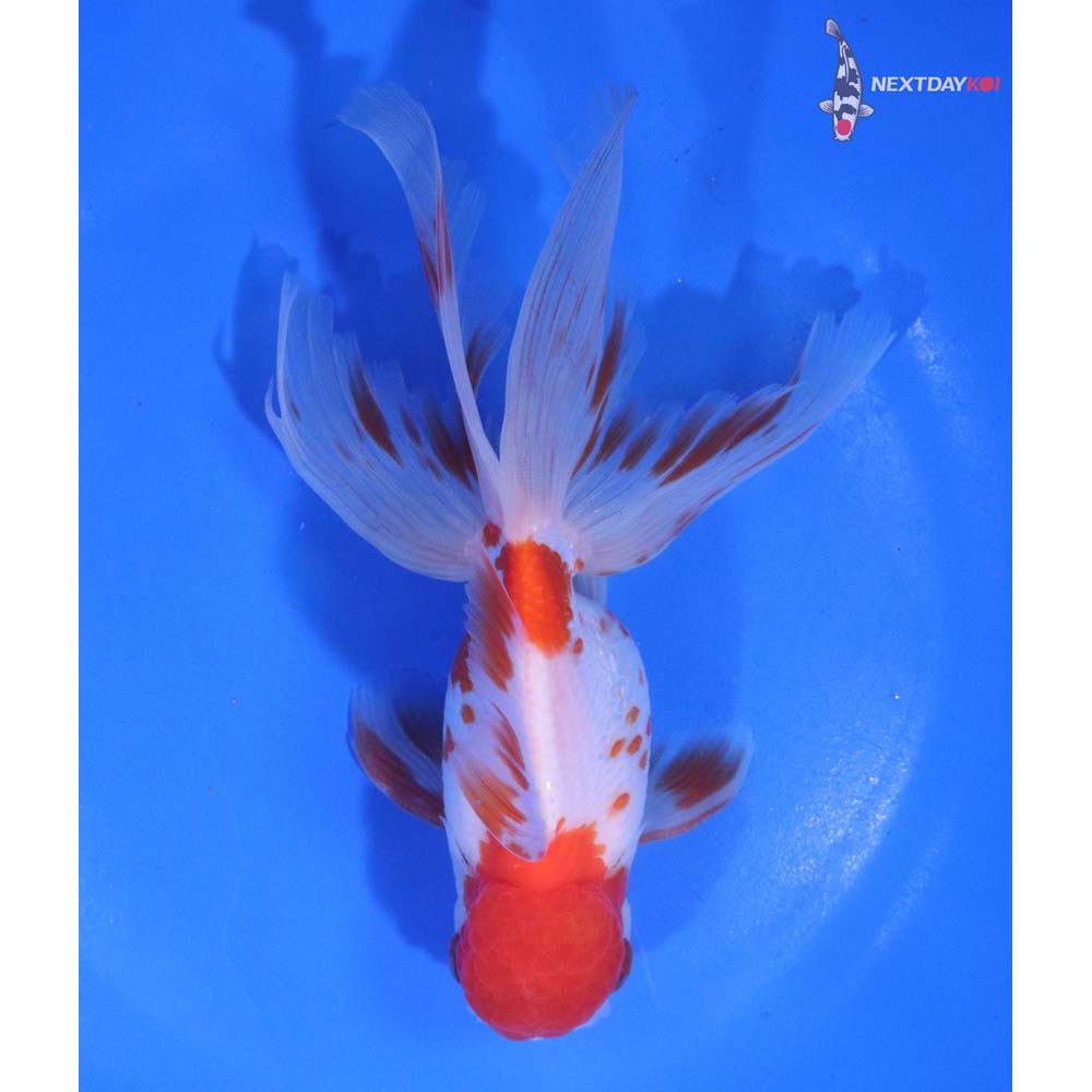 5.5” Imported Red and White Oranda