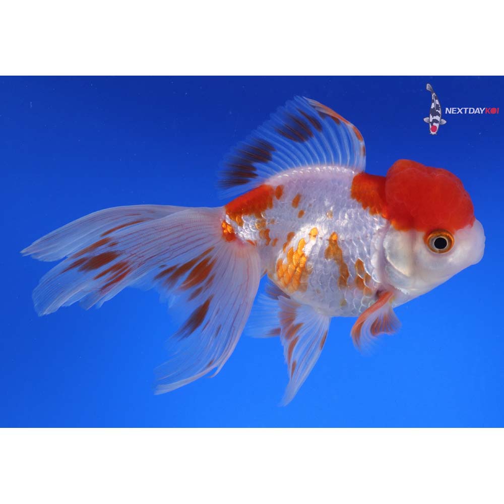 5.5” Imported Red and White Oranda