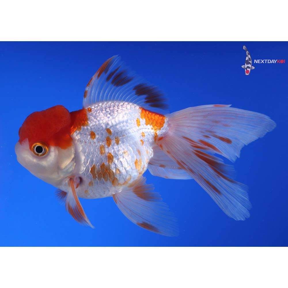 5.5” Imported Red and White Oranda