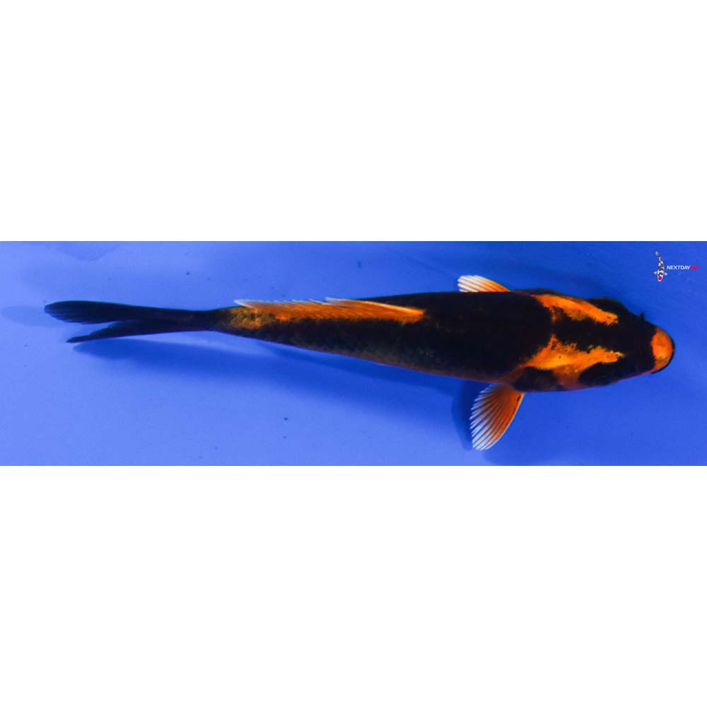 3” Imported Kin Kikokuryu