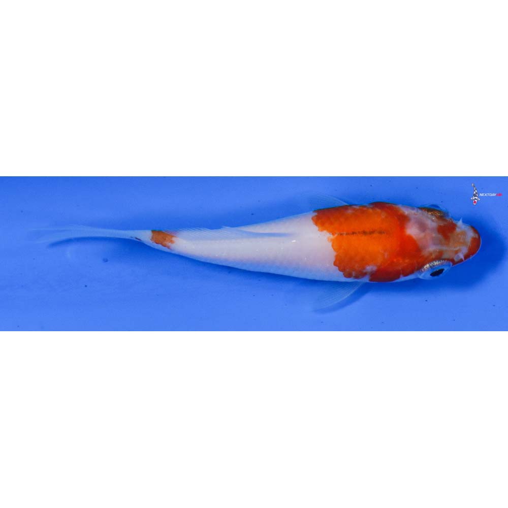 3” Imported Kohaku