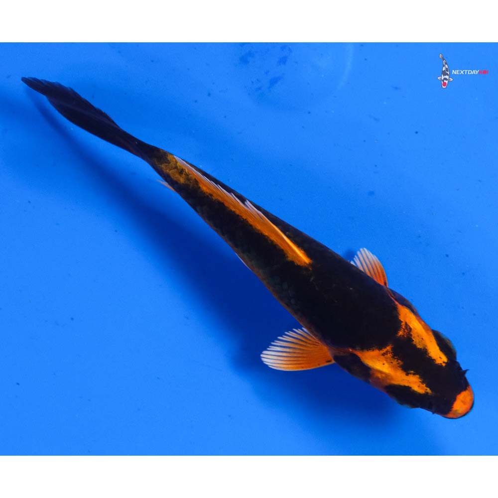 3” Imported Kin Kikokuryu