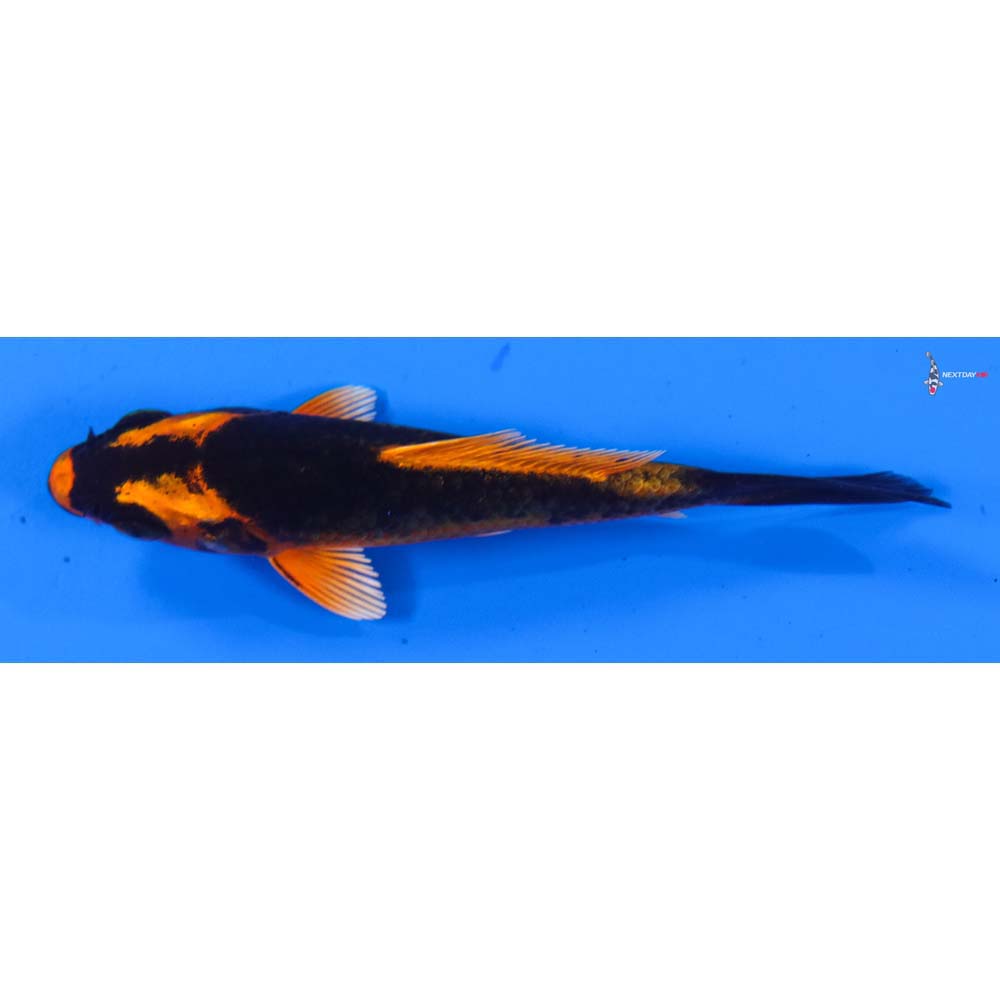 3” Imported Kin Kikokuryu