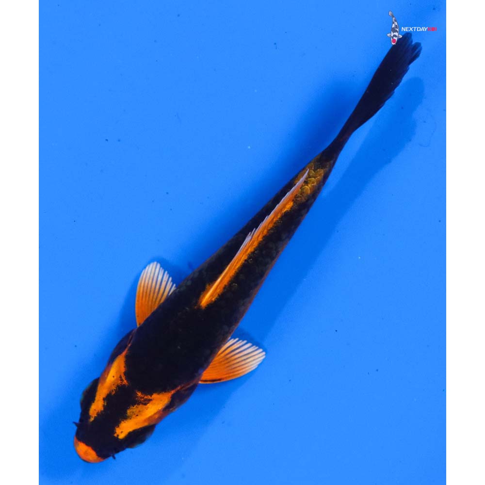 3” Imported Kin Kikokuryu