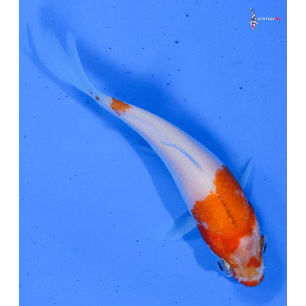 3” Imported Kohaku