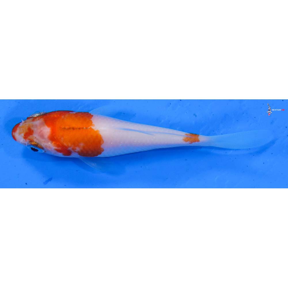 3” Imported Kohaku