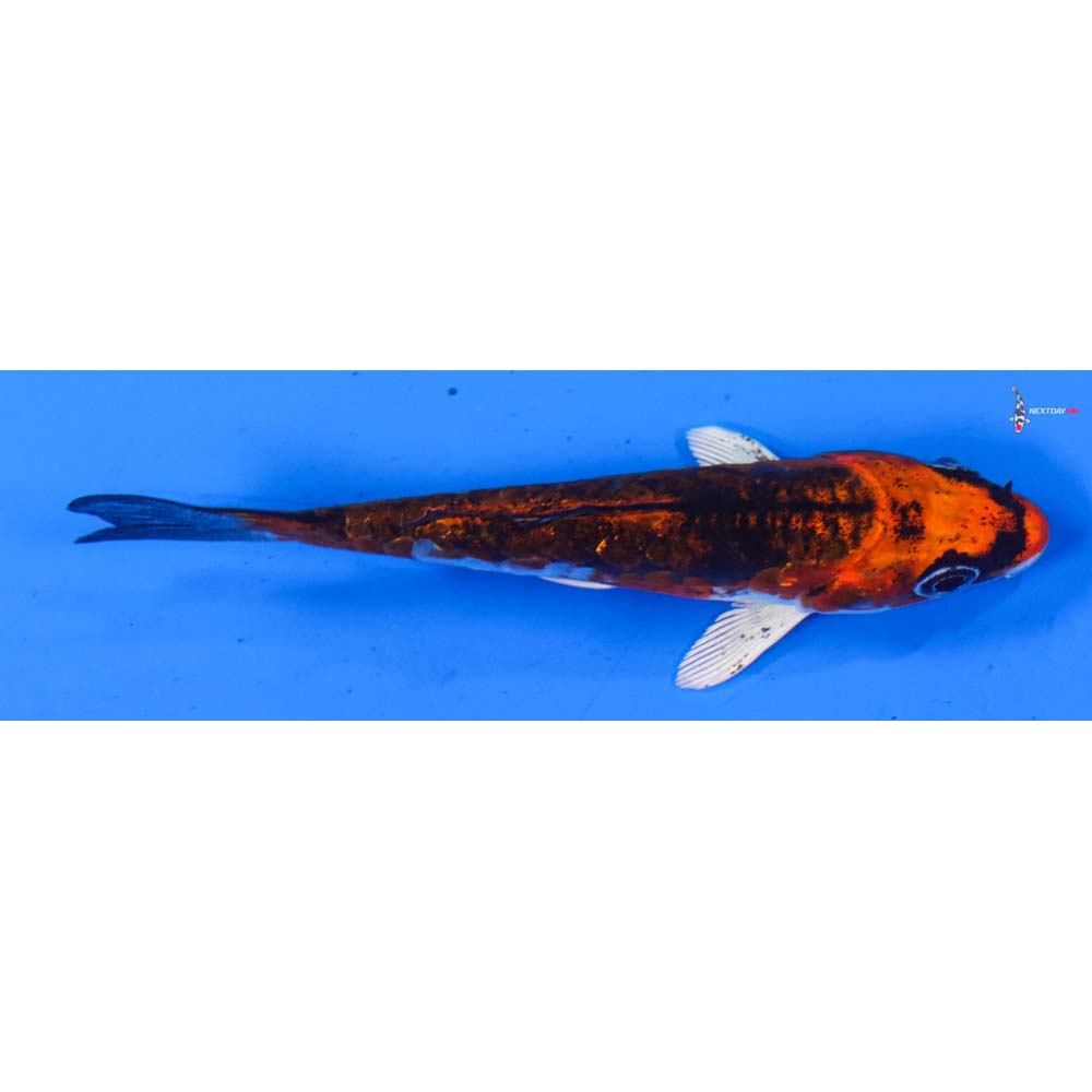 3.5” Imported Doitsu Kujaku