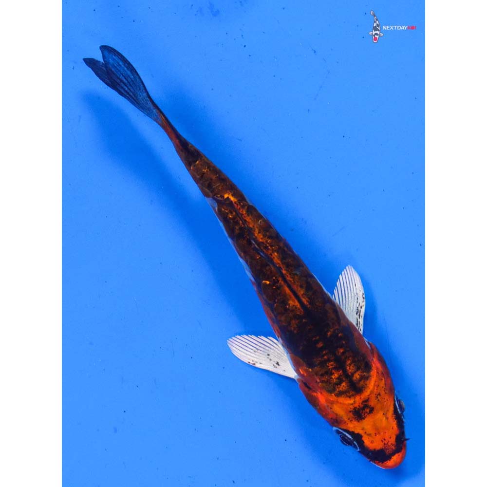 3.5” Imported Doitsu Kujaku
