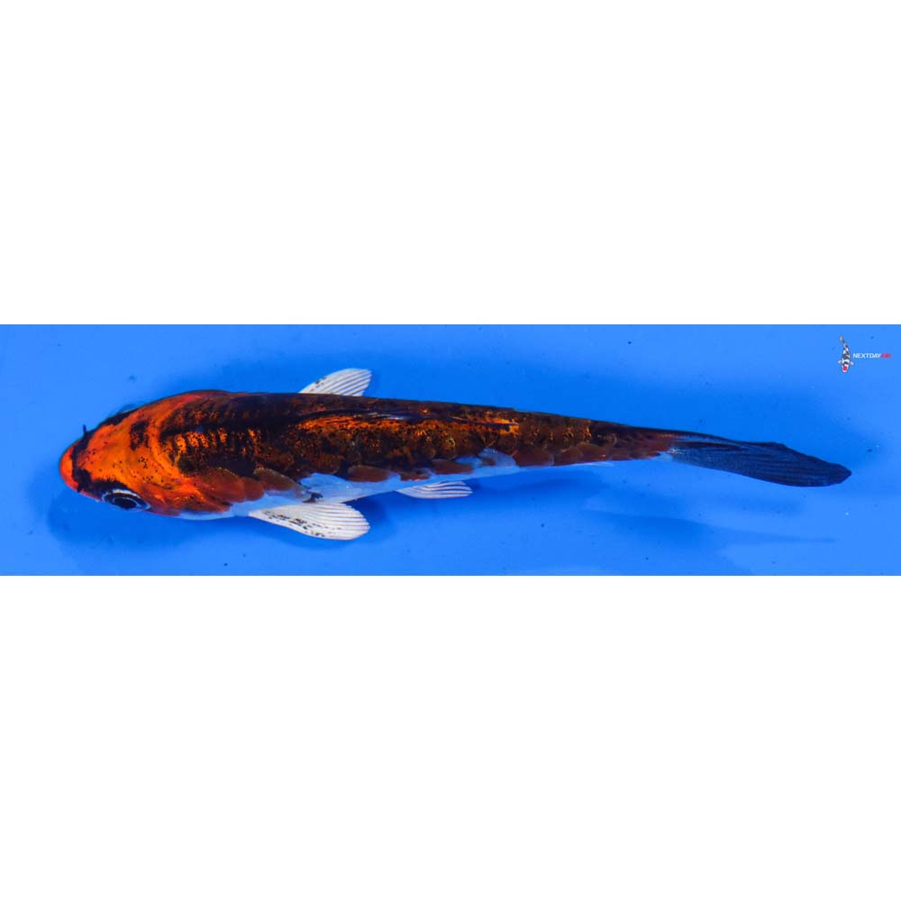 3.5” Imported Doitsu Kujaku