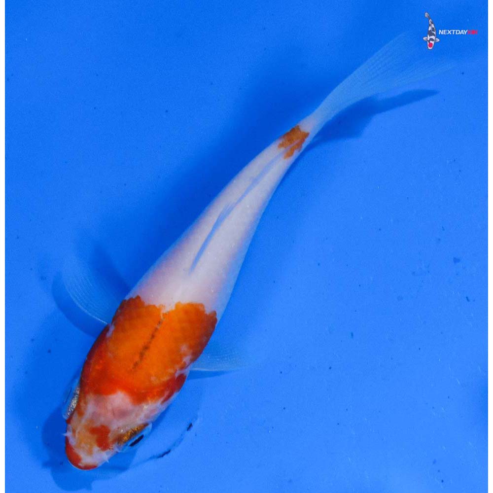 3” Imported Kohaku
