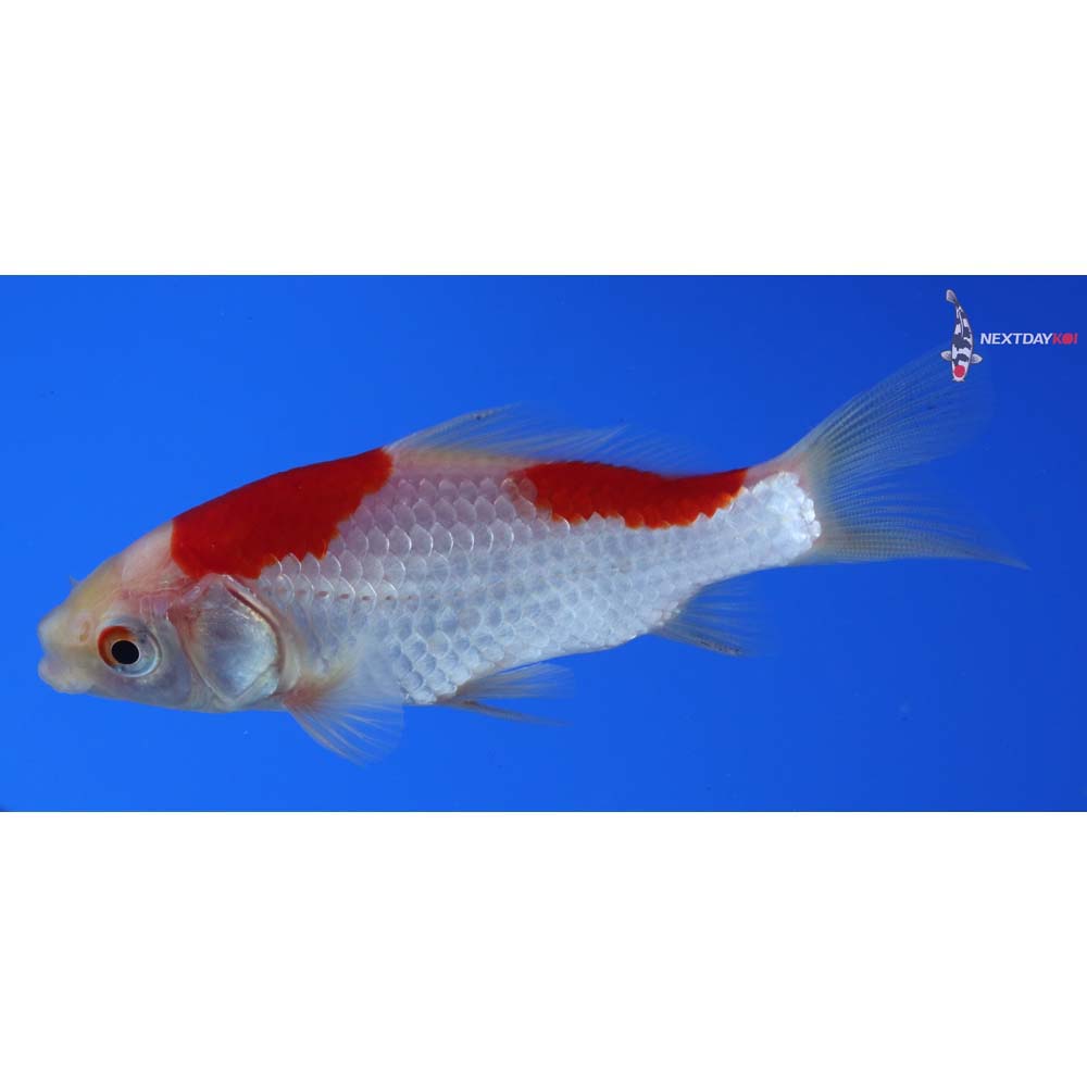 3.5” Imported Sarasa Comet