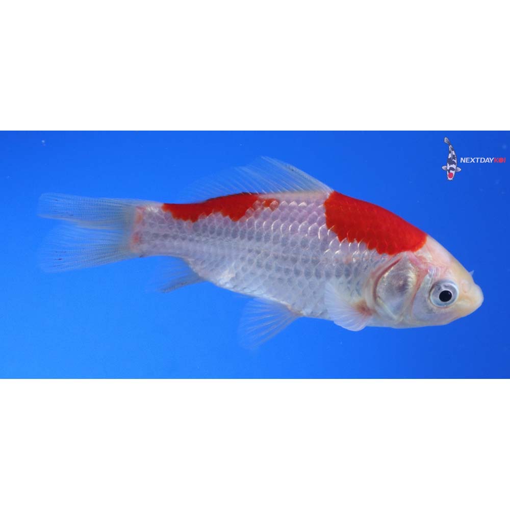 3.5” Imported Sarasa Comet