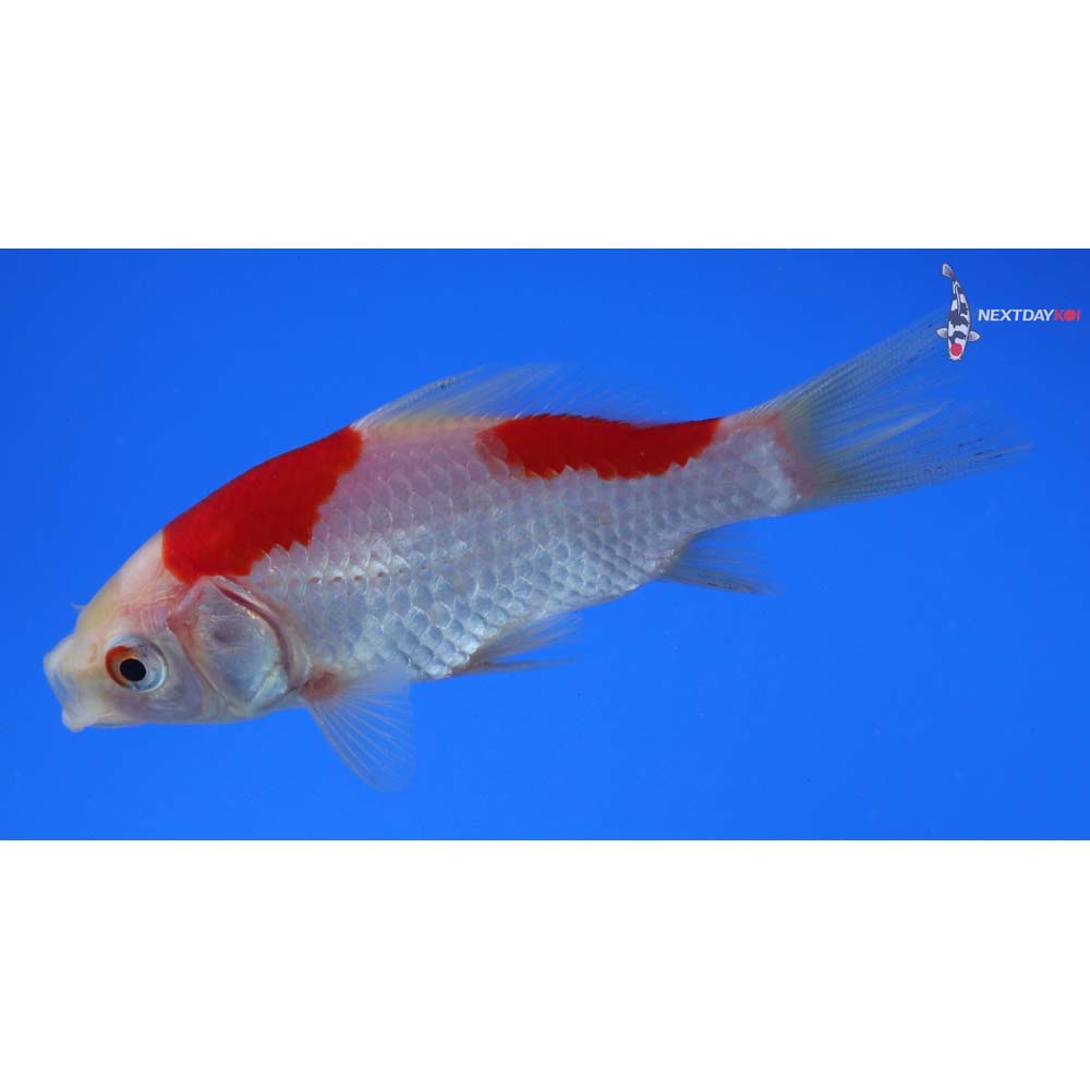 3.5” Imported Sarasa Comet