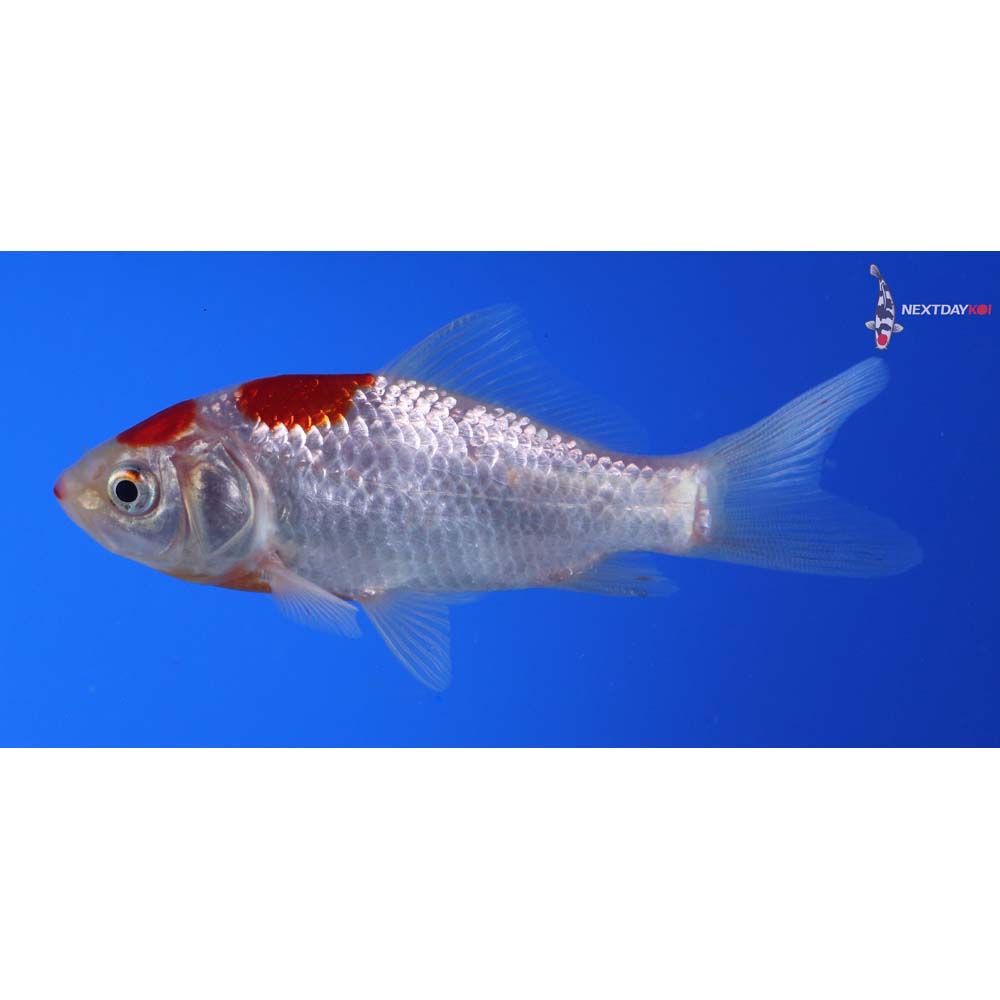 3.5” Imported Sarasa Comet
