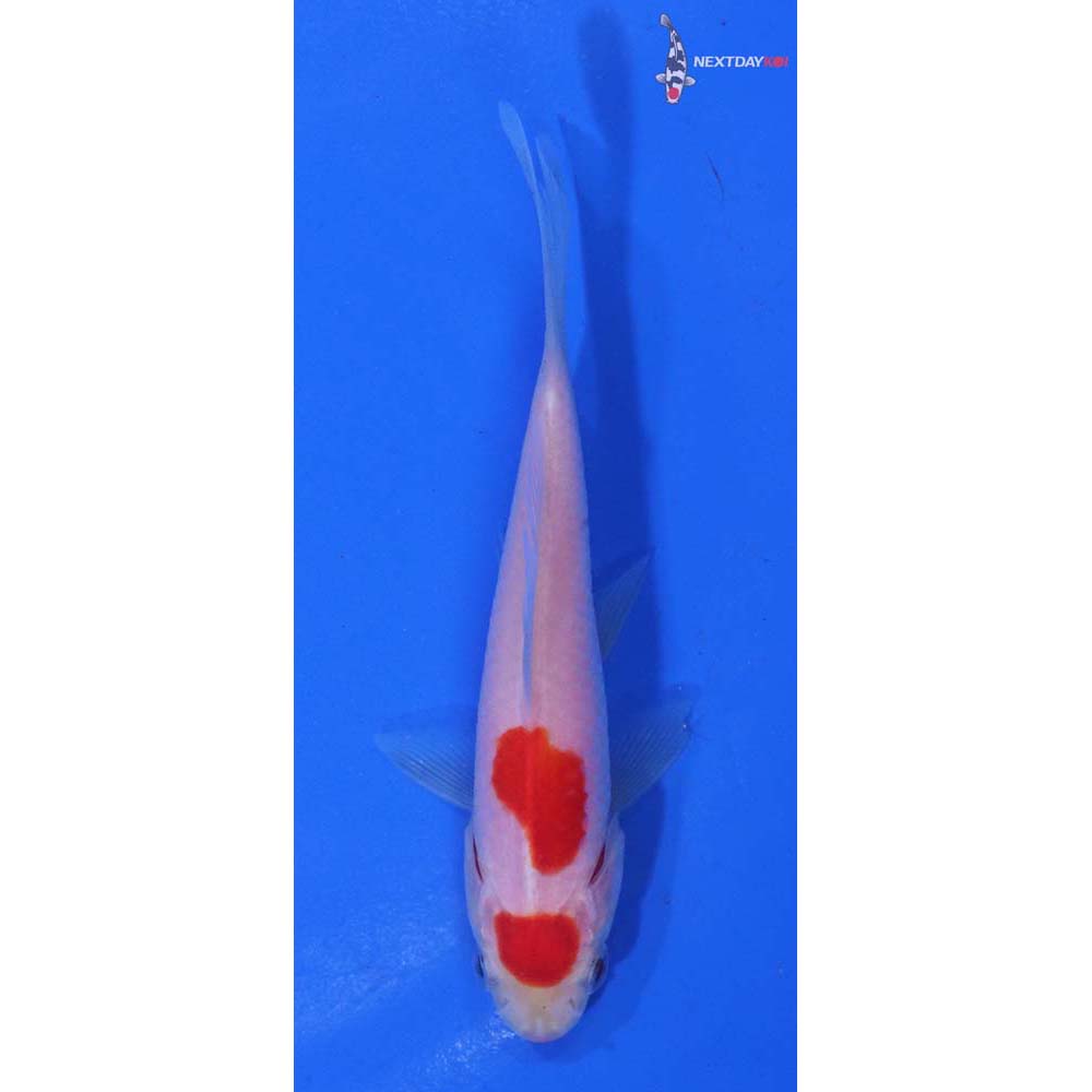 3.5” Imported Sarasa Comet